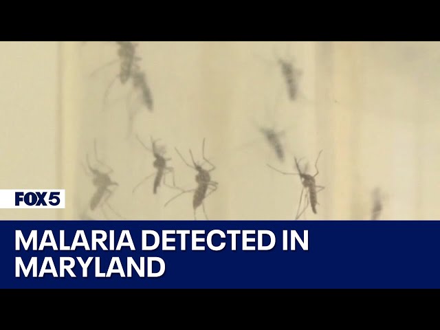 Malaria detected in Maryland