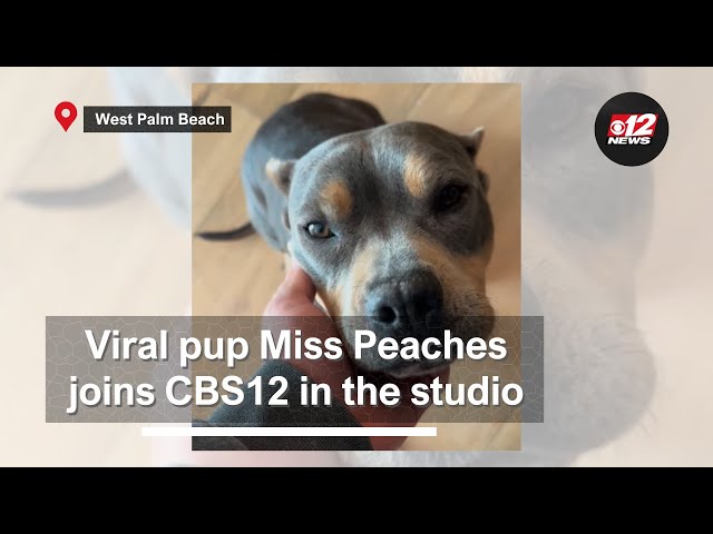 Barstool Sports' viral pup Miss Peaches joins CBS12 News in the studio