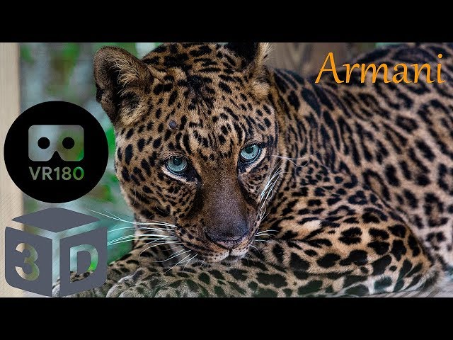 Meet Armani Leopard And The Lesson We Learned