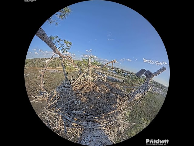 Southwest Florida Eagle Cam - Cam 360