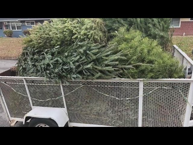 Norfolk woman collecting hundreds of leftover Christmas trees for dune restoration in OBX