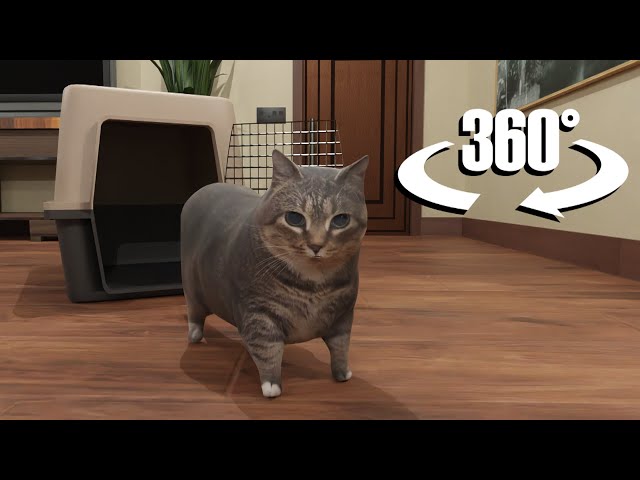 OIIAOIIA Cat in 360/VR