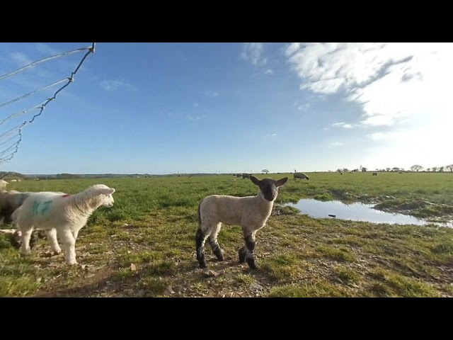 Lambs at the Gate (for VR)