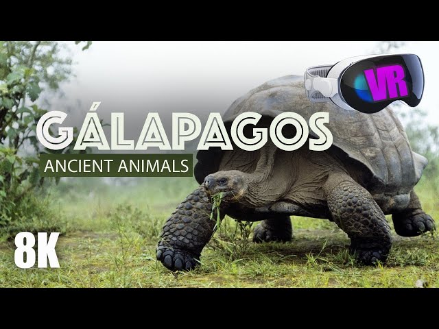 GÁLAPAGOS ANIMALS in VR: Island Virtual Tour - 8K 3D 180