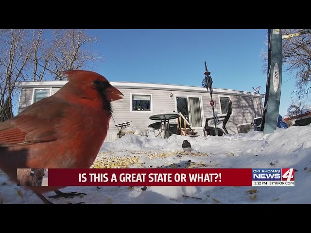 Best of Great State: A Gathering of Cardinals in Blanchard, OK