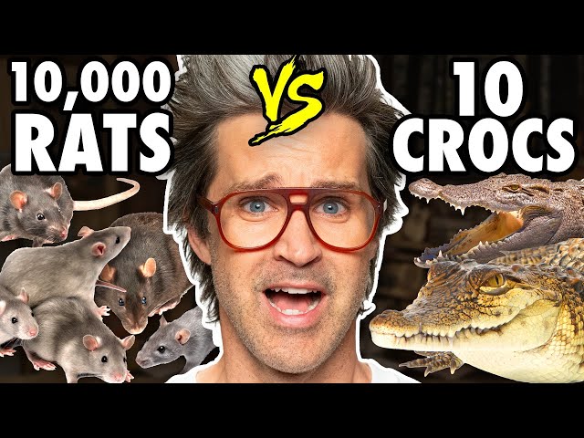 Which Animal Would Win In A Fight?