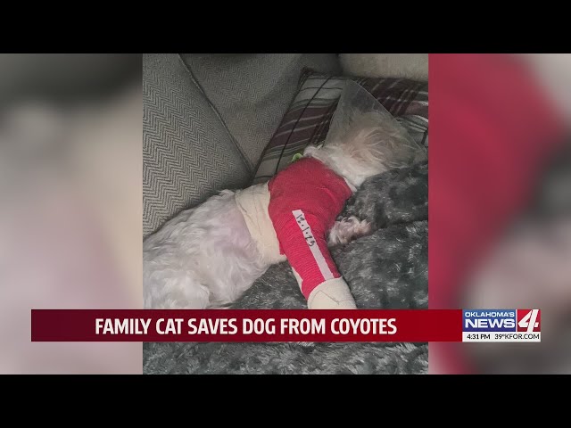 Family cat saves dog from coyotes