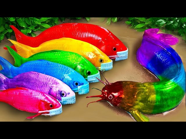 Cartoon Stop Motion ASMR - Believe This Fishing? Big Red fish Carp eel videos Mudfish Cooking