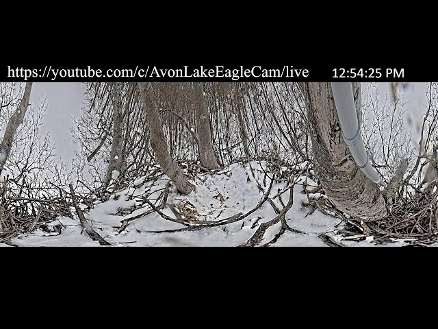 Avon Lake Eagle Cam 1 - 360 Degree