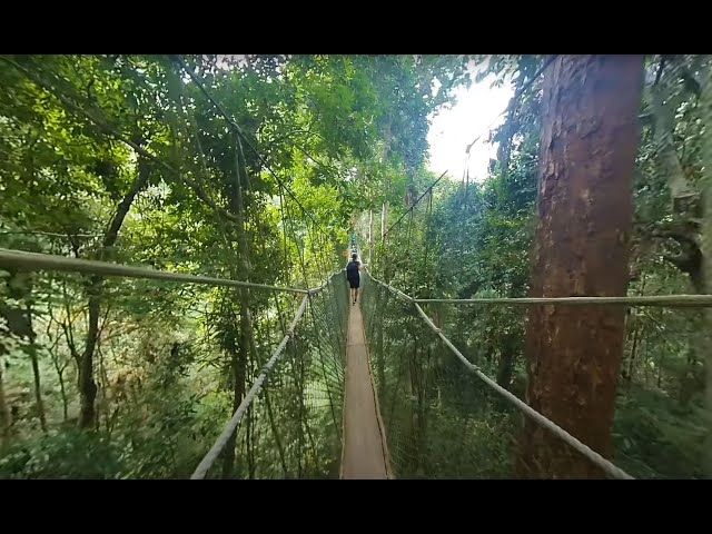 180 VR - Malaysia 2023 - Taman Negara rainforest- part 1/4