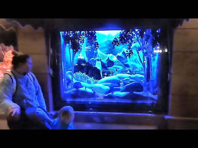 Disneyland - Enchanted Window - Frozen