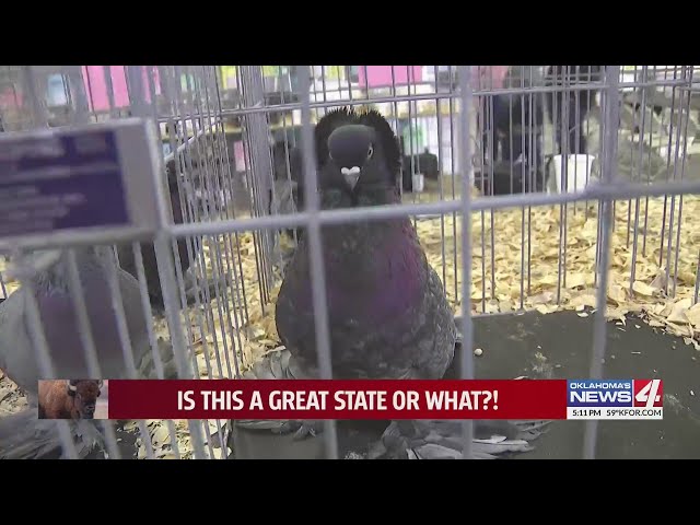 OKC Hosts the Pigeon Breeder 'Super Bowl' in 2025