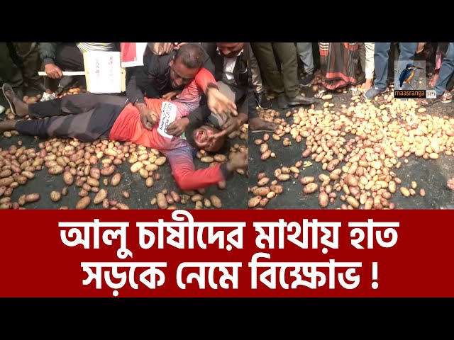 রাস্তায় নেমে আলু চাষীদের আর্তনাদ | Potato Farmer | Maasranga News